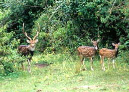 Wildlife in Wayanad Kerala