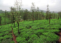 Vandiperiyar in Thekkady