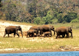 Wildlife in Idukki